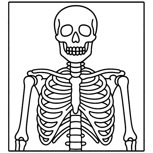 X-Rays
